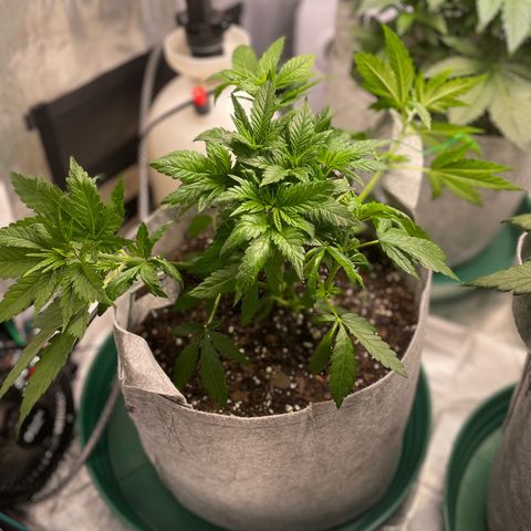 Big Tigger growlog photo: Veg Week 4 Defoliation