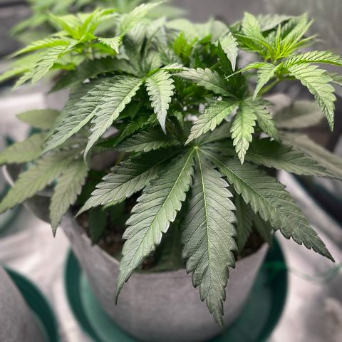 Shadow growlog photo: Veg Week 4 Defoliation and LST