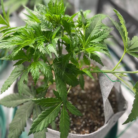 Shadow growlog photo: Veg Week 4 Defoliation and LST