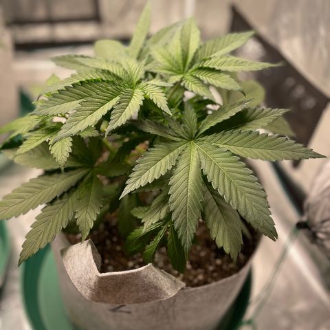 Little Tigger growlog photo: Veg Week 4 Defoliation and LST