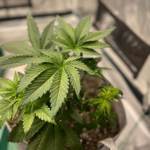 Little Tigger growlog photo: Veg Week 4 Defoliation and LST