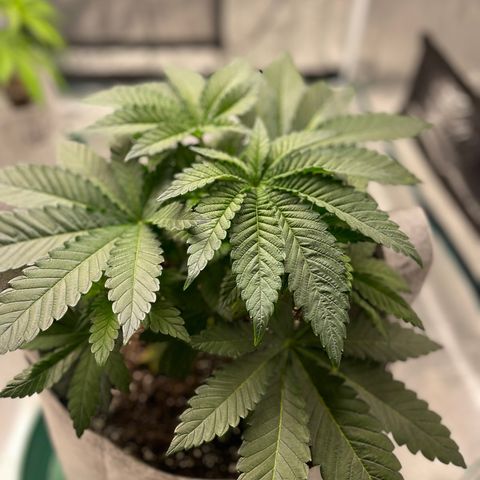 Kitty growlog photo: Week 4 Veg Defoliation and LST