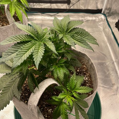 Kitty growlog photo: Week 4 Veg Defoliation and LST