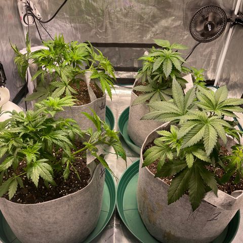 Shadow growlog photo: After first defoliation. Got some fan leaves.