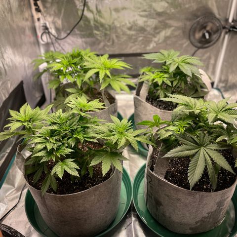 Shadow growlog photo: Bud sites are pointing up after LST