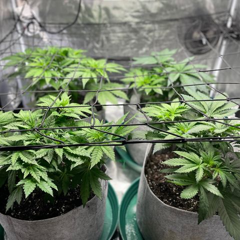 Shadow growlog timeline photo