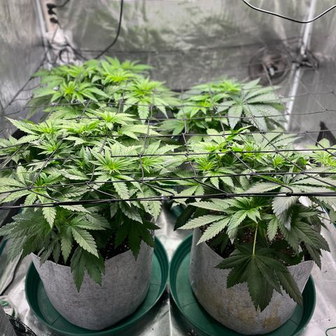 Shadow growlog timeline photo