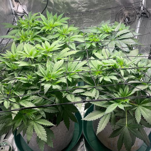 Shadow growlog photo: Very green in here