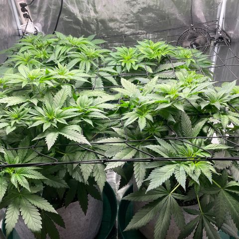 Shadow growlog photo: Time to defoliate or naw?