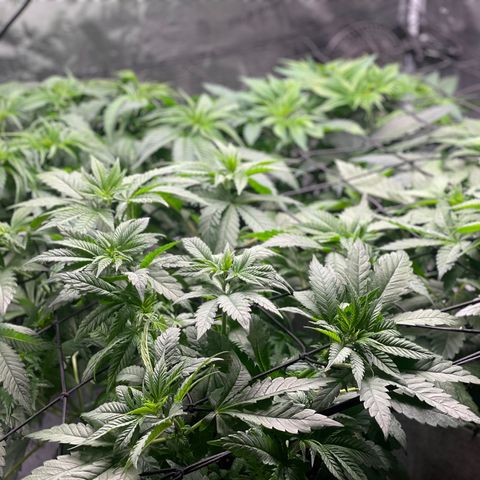 Shadow growlog timeline photo