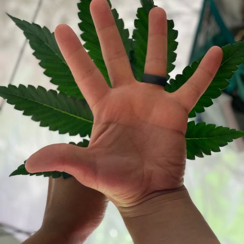 Shadow growlog timeline photo