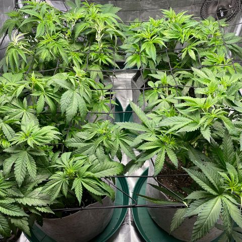 Shadow growlog timeline photo