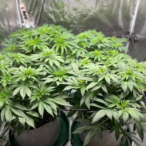 Shadow growlog timeline photo