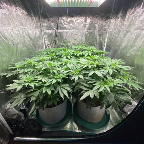 Shadow growlog photo: Calcium deficiency 