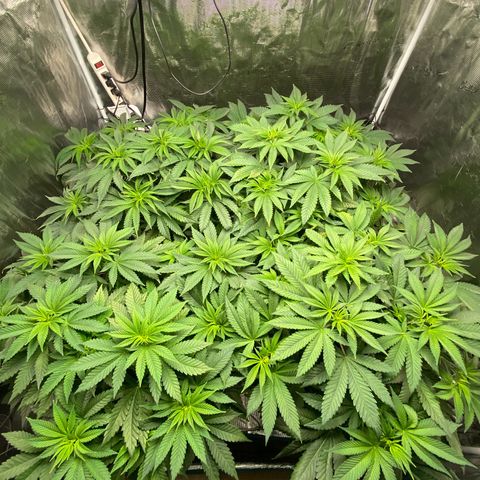 Shadow growlog photo: Calcium deficiency 