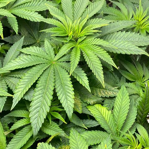 Shadow growlog photo: Calcium deficiency 