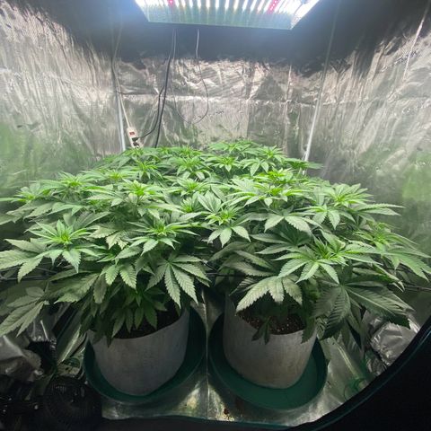 Shadow growlog photo: Calcium deficiency 