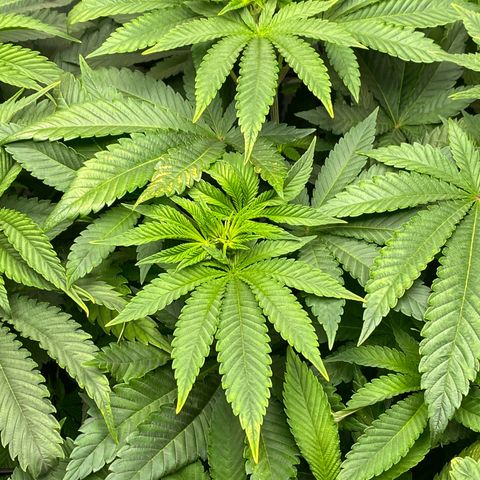 Shadow growlog photo: Calcium deficiency 