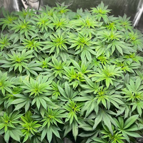 Shadow growlog timeline photo