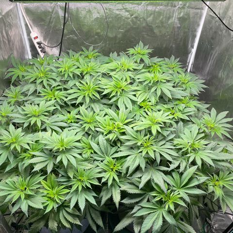 Shadow growlog timeline photo