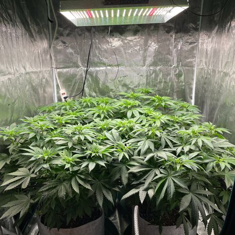Shadow growlog timeline photo