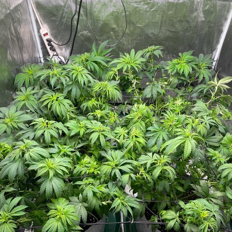 Shadow growlog timeline photo