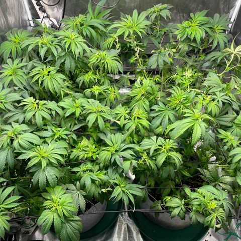 Shadow growlog timeline photo