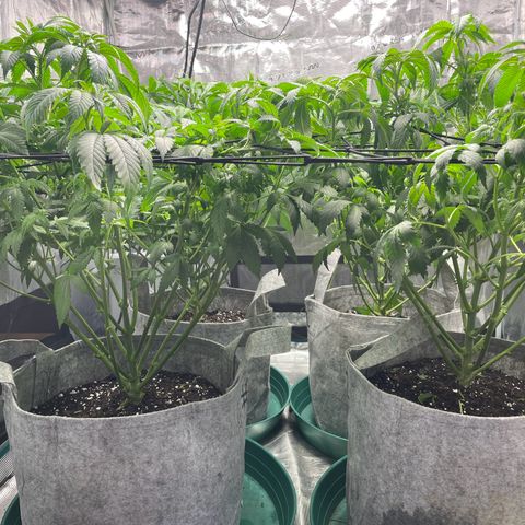 Shadow growlog timeline photo
