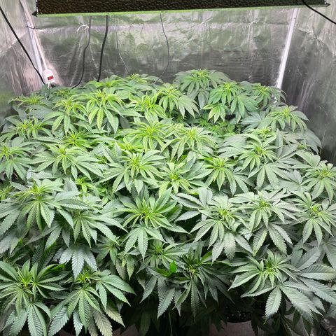 Shadow growlog photo: Needed to be watered. I gave it to them 🙂
