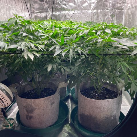 Shadow growlog photo: Needed to be watered. I gave it to them 🙂