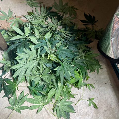 Shadow growlog timeline photo