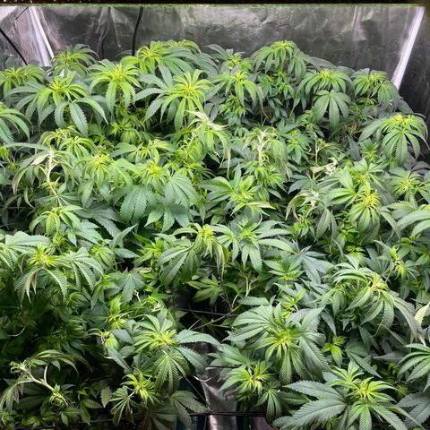 Shadow growlog timeline photo