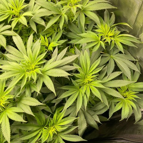 Shadow growlog timeline photo