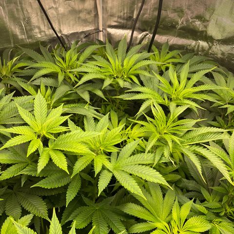 Shadow growlog timeline photo