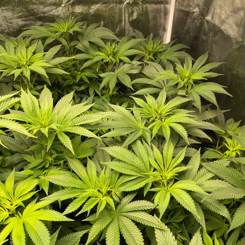 Shadow growlog timeline photo