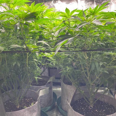 Shadow growlog timeline photo