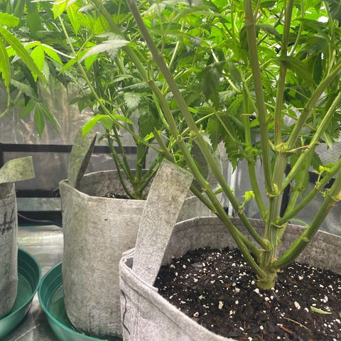 Shadow growlog timeline photo