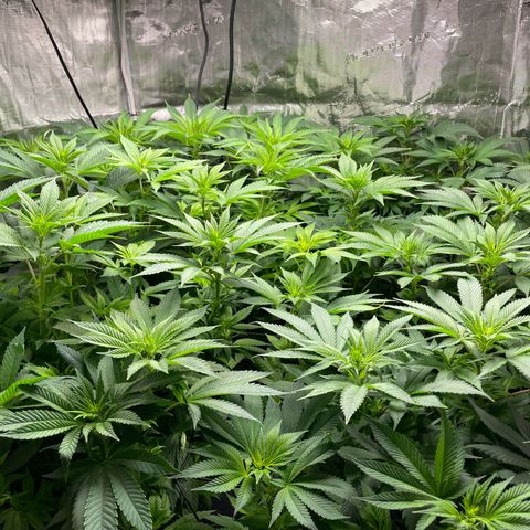 Shadow growlog timeline photo