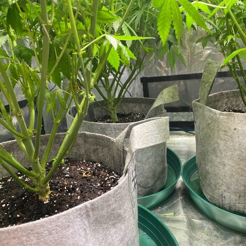 Shadow growlog timeline photo