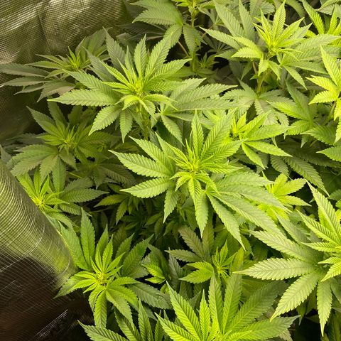 Shadow growlog timeline photo