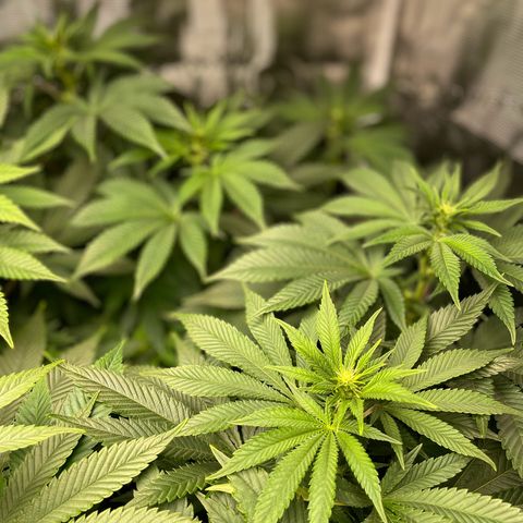 Shadow growlog timeline photo