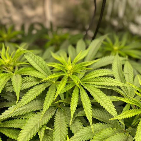 Shadow growlog timeline photo