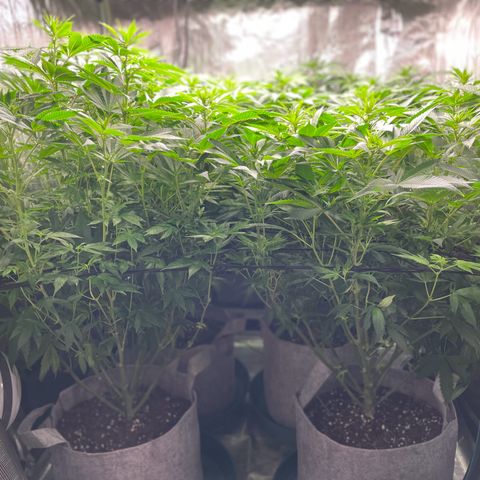 Shadow growlog timeline photo