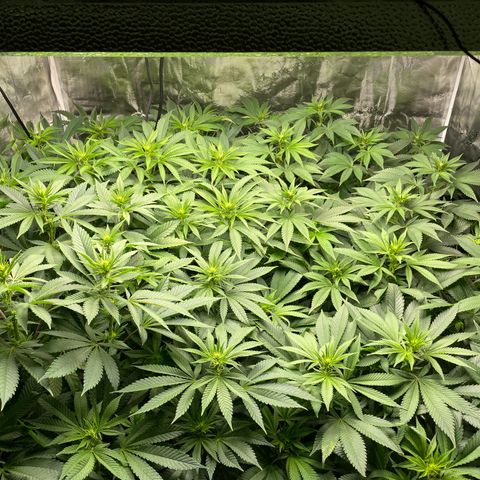 Shadow growlog timeline photo