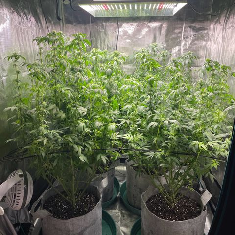 Shadow growlog timeline photo