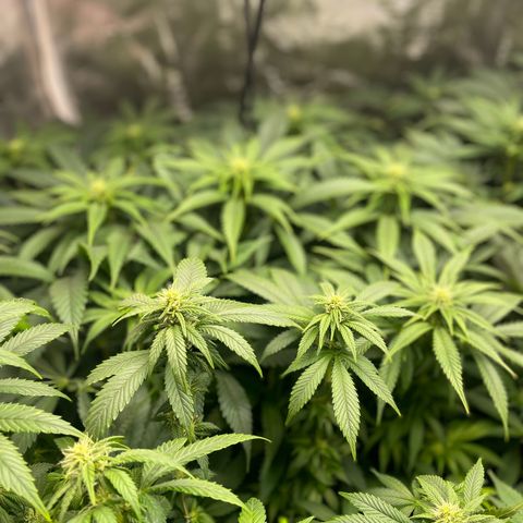 Shadow growlog timeline photo