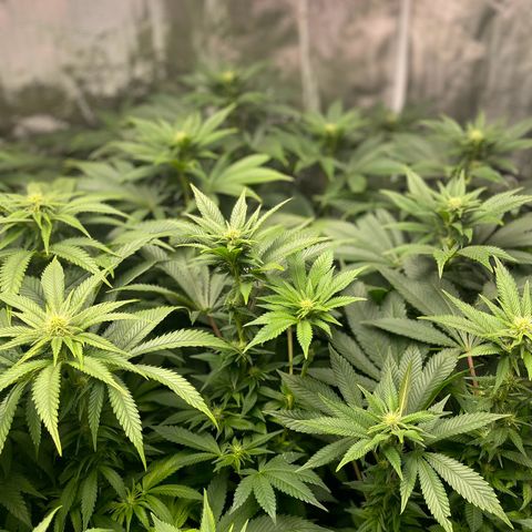Shadow growlog timeline photo