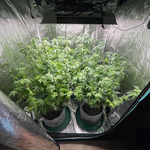 Shadow growlog timeline photo