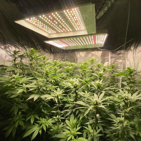 Shadow growlog timeline photo