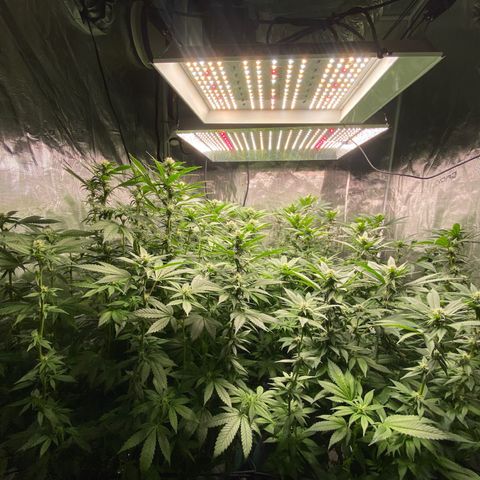 Shadow growlog timeline photo